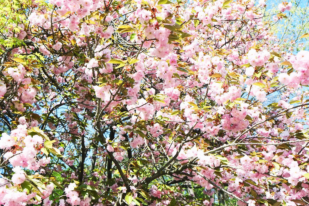 Sakura